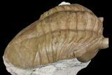 Asaphus Plautini Trilobite - Russia #165444-3